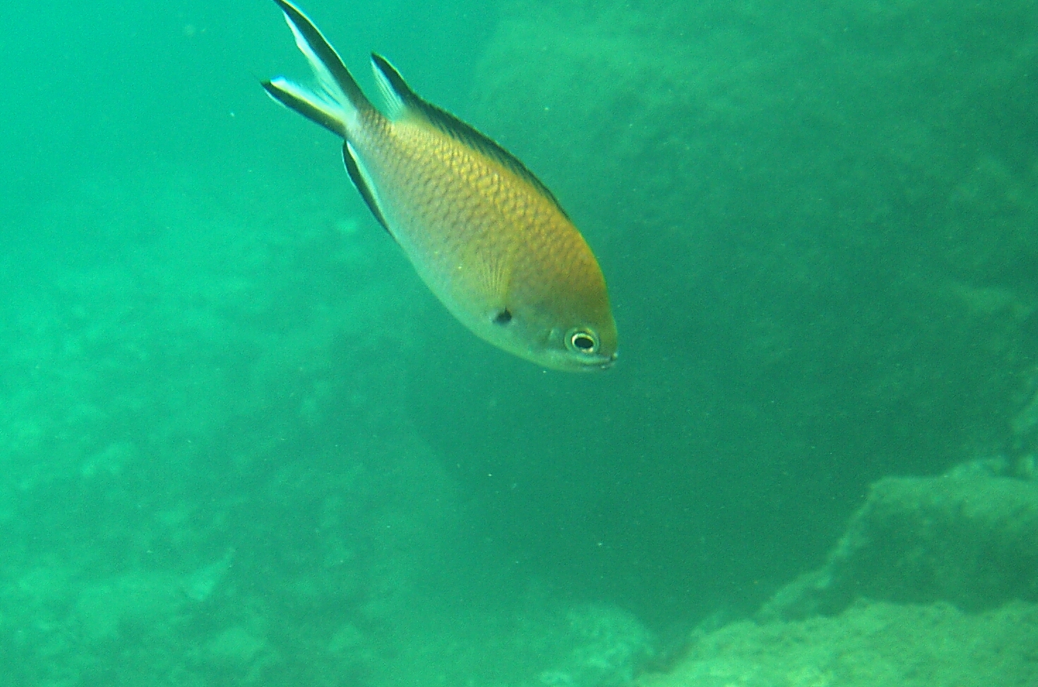 Chromis limbata